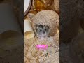 寝起きハムスター🐹寝ぼけ眼👀 ハムスター ハムスターのいる生活 癒し かわいい 動物