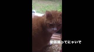 癒しのデブ猫ボンちゃん　お外に連れて行って