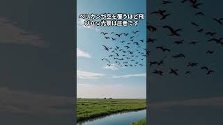 奇跡のドナウ・デルタ！渡り鳥と共に  #旅行 #豆知識 #雑学