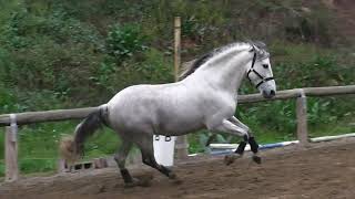 Baroque andalusian stallion for whole family