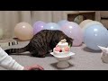 ponta s birthday at the age of one a birthday party for cats. english subtitled