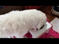 おやつねだりに現役復帰し次々とおやつをゲットするルンルンです　great pyrenees　グレートピレニーズ