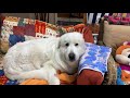 おやつねだりに現役復帰し次々とおやつをゲットするルンルンです　great pyrenees　グレートピレニーズ