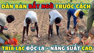 Thế Nhân || Dân Bản Bất Ngờ Trước Cách TRỈA LẠC Độc Lạ - Đạt Năng Suất Cao Của Việt Nam