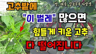 고추밭에 담배나방벌레 많으면 힘들게 키운 고추 수확도못하고 다 떨어집니다 고추무름병 칼라병 고추약 고추영양제 고추낙과박화방지제