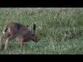 a brown hare lepus capensis .