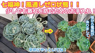 【多肉植物】今の七福神！蒸れ防止のために間引きます!!母からの遠隔操作で動く私笑