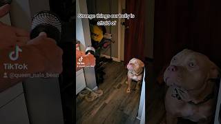 Strange things our bully is afraid of#part1 #afraid #scardydog #foryou #shorts