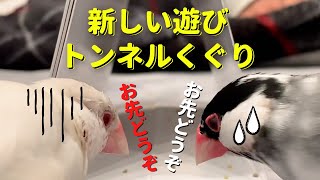 【文鳥との遊び方】放鳥中にトンネルを作ったらこうなりますJava sparrow