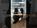 にゃんこは日向ぼっこが大好き…… *´ー｀* 何だかんだ仲良しです（笑） 猫 保護猫 猫動画