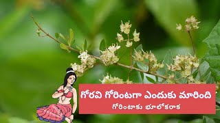 గోరింటాకు క్రిత  జన్మ | Gorintaku Story