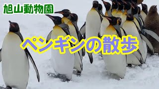 【ペンギンの散歩で癒された】2023年初の旭山動物園！