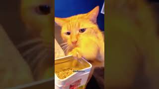 Catnip Crazy: Cats Try Catnip for the First Time