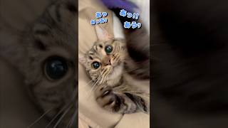 【猫動画】猫じゃらしに大喜びする猫が天使すぎる... #shorts