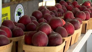 Late freeze forces local peach farm to experience shortage