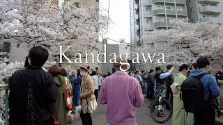 ［散歩］Taking a walk along the Kanda River,Tokyo.(March 2021)