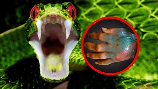 12 RAREST Snakes In The World!