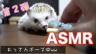 【ハリネズミ】またおっさんポーズ？咀嚼音ASMR第２弾！りんご編！ブサイクを激写