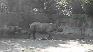 上野動物園ヒガシクロサイ_親子で走る