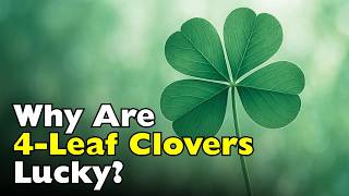Why Are Four-Leaf Clovers Considered Good Luck? [ID0722]