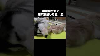 爆睡中の犬に猫が放屁したら...笑#shots