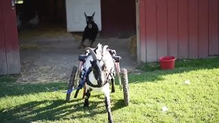 Rescued Goats Do EVERYTHING Together