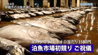 キハダマグロ３５００円　泊魚市場初競りご祝儀