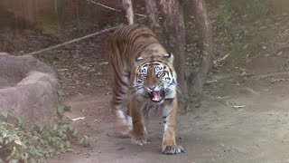 鳴くスマトラトラ 「カリ」②（よこはま動物園ズーラシア）Sumatran Tiger Roar