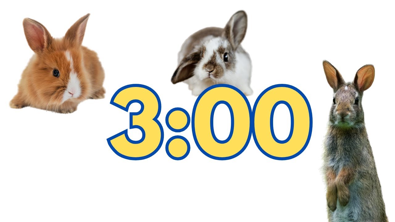 3 Minute Timer Rabbits рџђ Youtube
