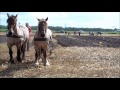 nationale ploegwedstrijden met paarden in mussel