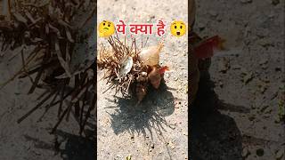 || 😲अजीब जंतु😲 || #ajiv #jantu #kida #kit #makoda #ajuwa #short #video