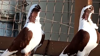 جوز حمام برابسة حمر مستوى جميل جدا الله يبارك لصاحب الرزق   Birds   pigeons