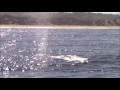 10.5.16 humpback whales monterey travel adventure