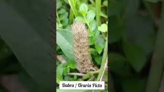 Dabra / Uraria Picta Plant