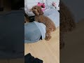 寝てる飼い主を起こしたいけど起こしきれないトイプードル トイプードル toypoodle 愛犬