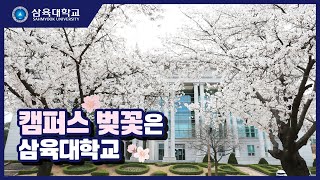 캠퍼스 벚꽃은 역시 삼육대학교! | Cherry Blossoms in Sahmyook University