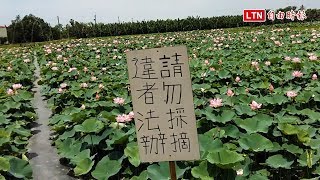 賞蓮又採花 白河農民心淌血：麥擱挽花啊！