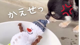 うちのチワワにおもちゃ返せって言われました　ブラックタンチワワの麦#チワワ #chihuahua #dog