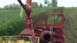 Green chopping sorghum for the cows