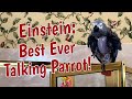 Einstein: The Best Ever Talking Parrot!