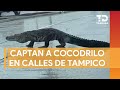 Captan a enorme cocodrilo deambulando por calles de Tampico tras fuertes lluvias