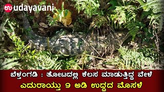 ಬೆಳ್ತಂಗಡಿ: ತೋಟದಲ್ಲಿ ಕೆಲಸ ಮಾಡುತ್ತಿದ್ದ ವೇಳೆ ಎದುರಾಯ್ತು 9ಅಡಿ ಉದ್ದದ ಮೊಸಳೆ |Crocodile Found in Beltangady