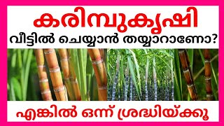 കരിമ്പുകൃഷി വീട്ടില്‍ ചെയ്യാന്‍ തയ്യാറാണോ? എങ്കില്‍ ഒന്ന് ശ്രദ്ധിയ്ക്കൂ