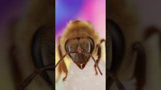 Petting a Cute Honeybee