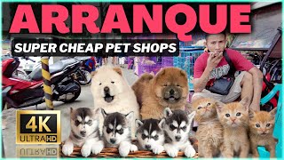 CHEAP DOGS and CATS: Pet Shop Walking Tour at Arranque Market, Santa Cruz, Manila, Philippines 4K 🇵🇭