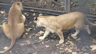 旭山動物園のライオン・オリトファミリー　2023年10月7日・Vol.8