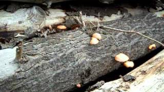 Gymnopilus luteofolius growing in Seattle, WA. 10/2/10