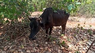 THIDAMBU NRITHAM PUTHUMANA : പശു എന്റെ അഭിമാനം