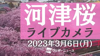 河津桜ライブカメラ／「静岡県河津町」ライブカメラより　2023年3月6日（月）