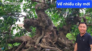 Vườn cây khủng nhất Thạch Thất. Toàn cây khủng mới về